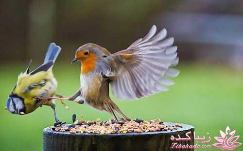 مجله سرگرمی زیباکده