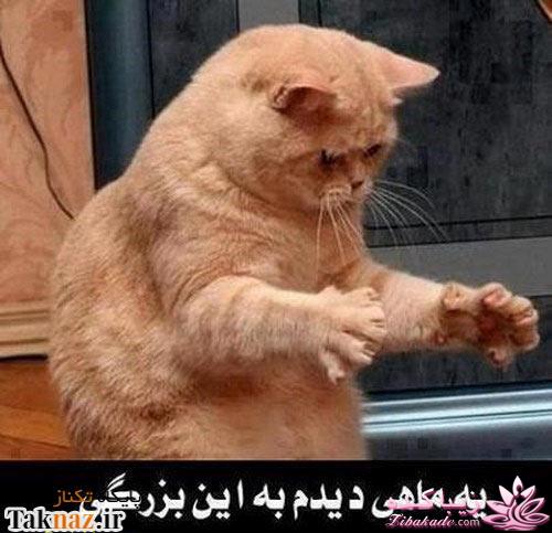 مجله سرگرمی زیباکده