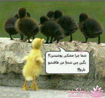 .....عکسهای طنز و خنده دار