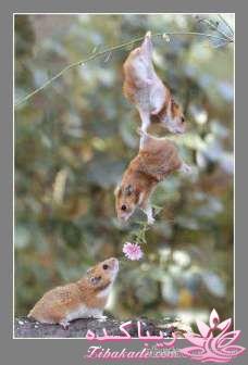 مجله سرگرمی زیباکده