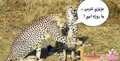 مجله سرگرمی زیباکده