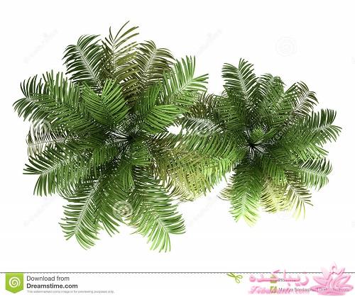 گیاهان آپارتمانی 