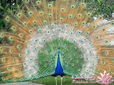 پرندگان زیبا