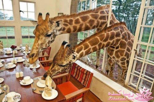 عکس های جالب