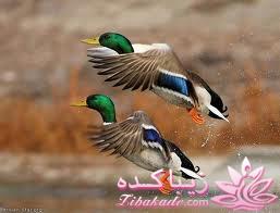 پرندگان زیبا