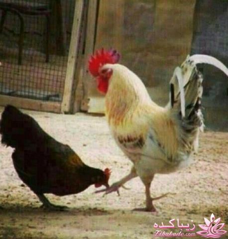 اینـــــا (خانم ها) وووووووو اونـــــــا (آقایون) ------"شوخی و خنده"