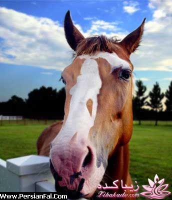 عکس یک زن بر روی پیشانی یک اسب