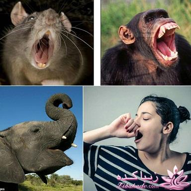 جالبه بدونین ...