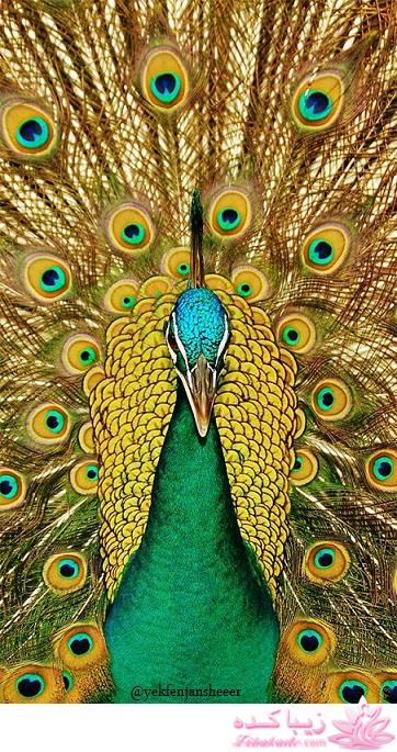 انواع لوگو و والپیپر برای پروفایل