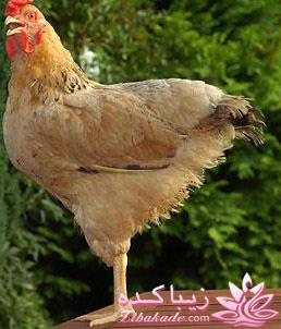 من شما را به چالش دعوت میکنم!