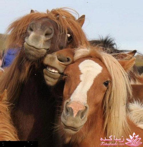 من شما را به چالش دعوت میکنم!