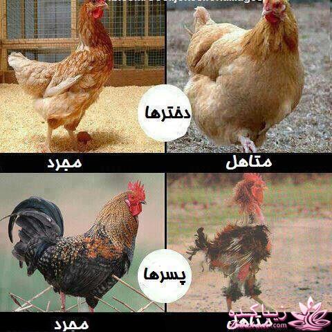 اینـــــا (خانم ها) وووووووو اونـــــــا (آقایون) ------"شوخی و خنده"