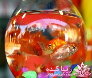 آموزش خرید و نگهداری ماهی قرمز عید نوروز