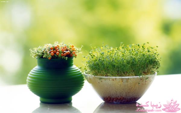 نوروز - اولین روز سال خورشیدی ایرانی