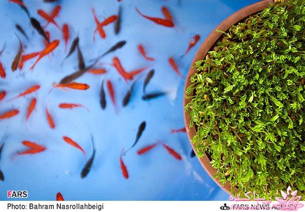 تصاویر عیدانه