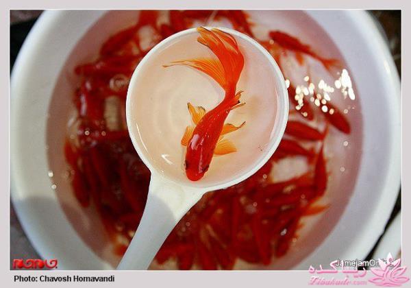 تصاویر عیدانه