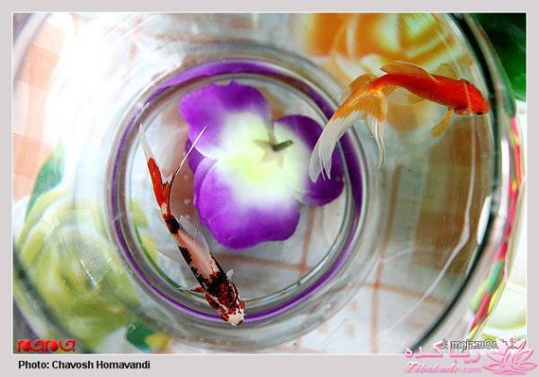 تصاویر عیدانه