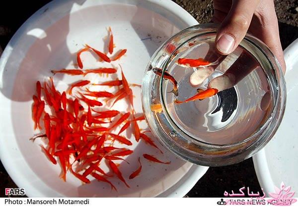 تصاویر عیدانه