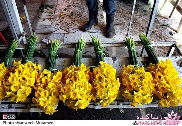 تصاویر عیدانه