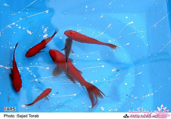 تصاویر عیدانه