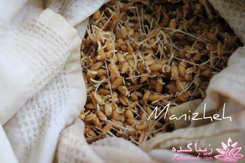 مراحل تهیه سمنو