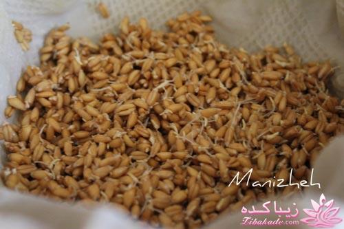 مراحل تهیه سمنو