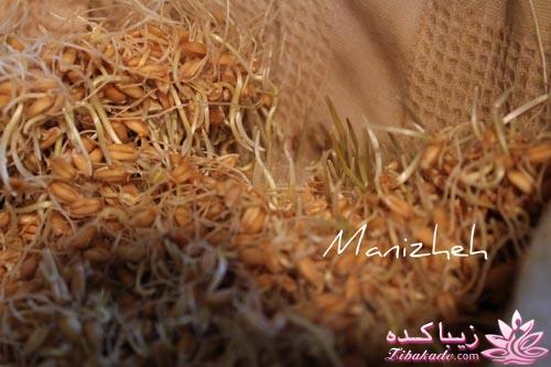 مراحل تهیه سمنو