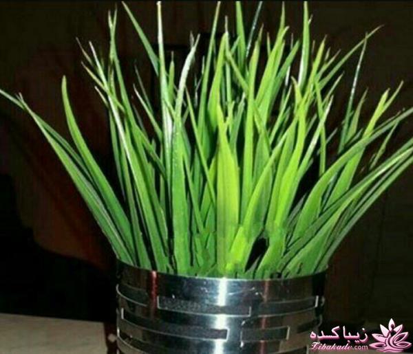 ایده ای زیبا برای سبزه ی سفره هفت سین