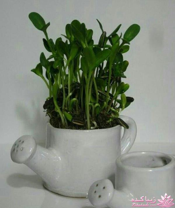 ایده ای زیبا برای سبزه ی سفره هفت سین