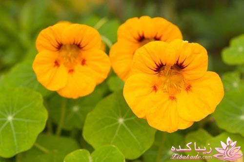 فرآورده های مراقبت از مو فولیکا