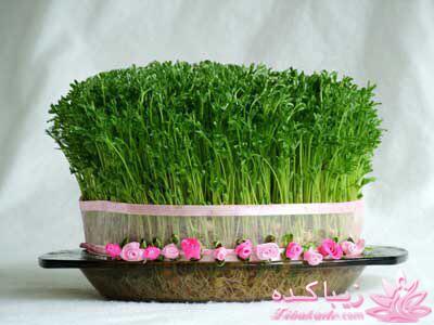 سبزه عید را خودتان سبز کنید !