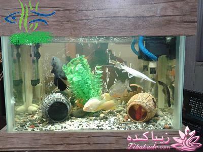 آکواریوم و نگهداری ماهیهای زینتی