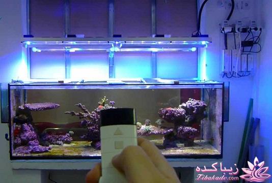 آکواریوم و نگهداری ماهیهای زینتی