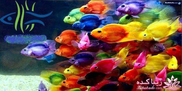 آکواریوم و نگهداری ماهیهای زینتی