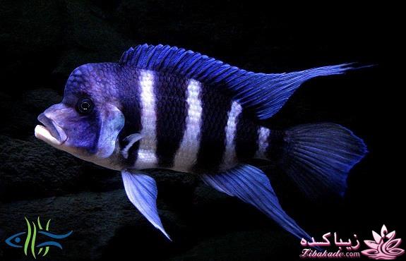 آکواریوم و نگهداری ماهیهای زینتی