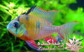 آکواریوم و نگهداری ماهیهای زینتی