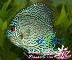 آکواریوم و نگهداری ماهیهای زینتی