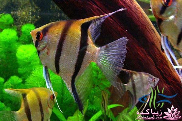 آکواریوم و نگهداری ماهیهای زینتی