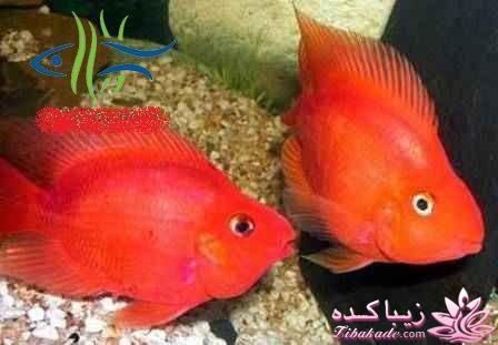 آکواریوم و نگهداری ماهیهای زینتی