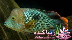 آکواریوم و نگهداری ماهیهای زینتی