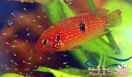 آکواریوم و نگهداری ماهیهای زینتی