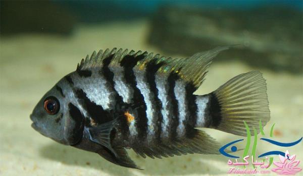 آکواریوم و نگهداری ماهیهای زینتی