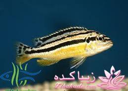 آکواریوم و نگهداری ماهیهای زینتی