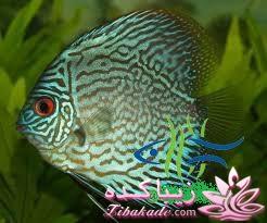 آکواریوم و نگهداری ماهیهای زینتی