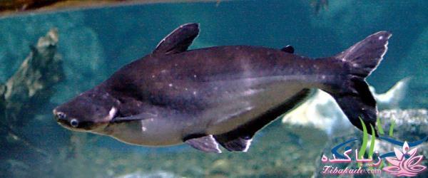 آکواریوم و نگهداری ماهیهای زینتی