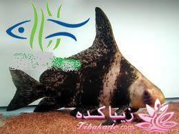 آکواریوم و نگهداری ماهیهای زینتی