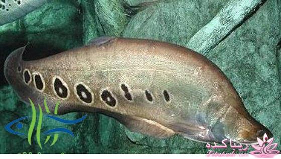 آکواریوم و نگهداری ماهیهای زینتی