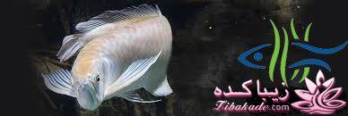 آکواریوم و نگهداری ماهیهای زینتی