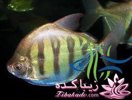 آکواریوم و نگهداری ماهیهای زینتی