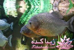 آکواریوم و نگهداری ماهیهای زینتی